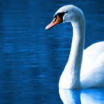 swan_960_300