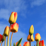 tulip_and_sky_960_300